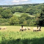 The sheep didn’t seem too bothered about us